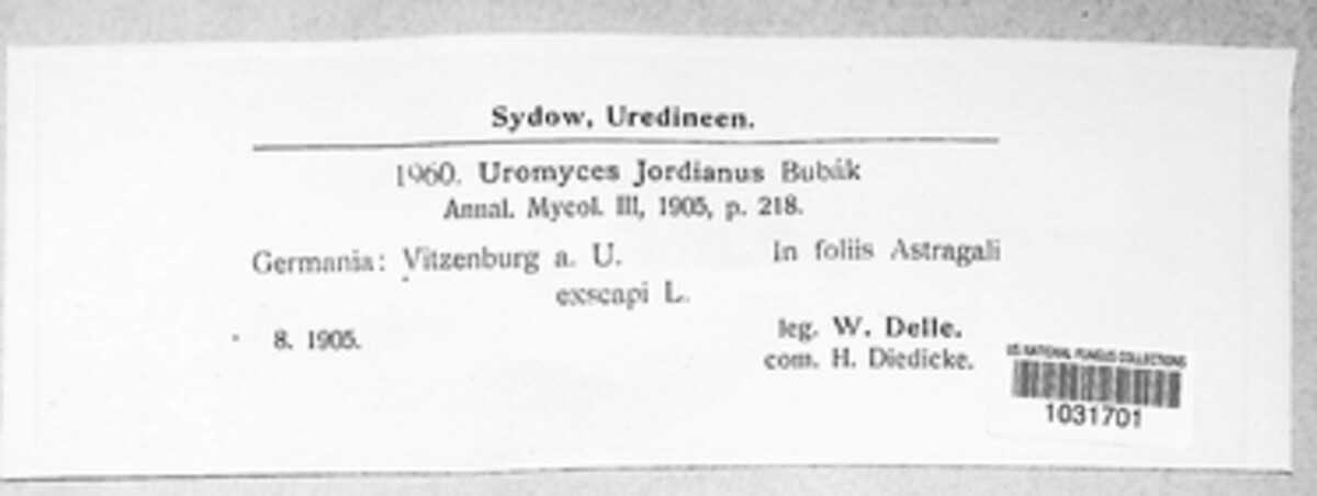 Uromyces jordianus image